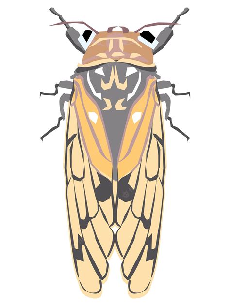 Premium Vector An Illustration Of The Cicada