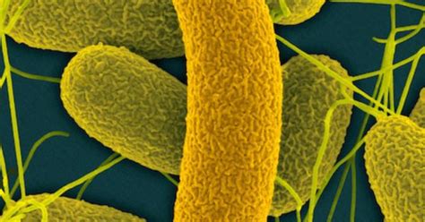 Vibrio Fischeri Bacteria Are Gram Negative Flagellated Bioluminescent