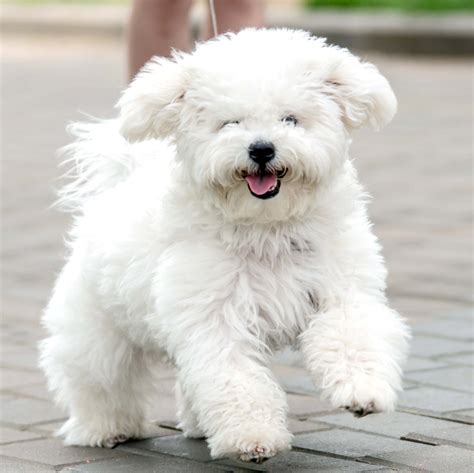 Pozie Bichon Poodle Puppies For Sale Australia