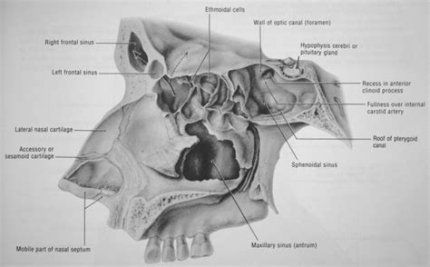 Sagittal Section Of The Nasal Cavity Sinuses And Palate The Medial Download Scientific