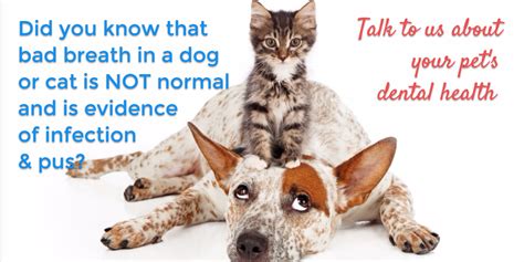 A cat's normal breathing movements are subtle and difficult to spot, so there may be a problem if your cat seem to. Dental Quotes & Images to Share Online with your ...