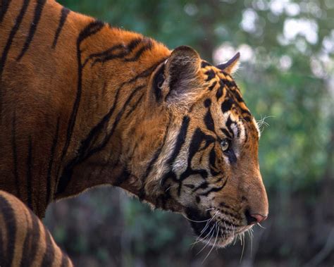 Tigru Bengalez Surprins La O Altitudine Record GAZETA De SUD