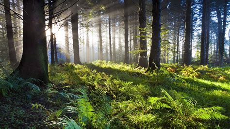 Forest Woodland Sunlight Sunbeam Morning Fern 8k Uhd Trees Green