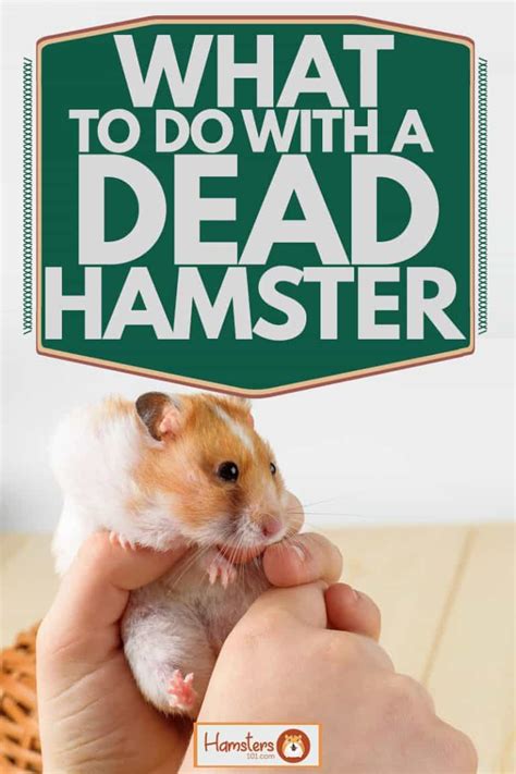 What To Do With A Dead Hamster Hamsters 101