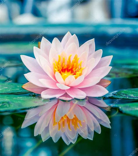 Are you searching for lotus flower png images or vector? Beautiful Pink Lotus, water plant with reflection in a ...