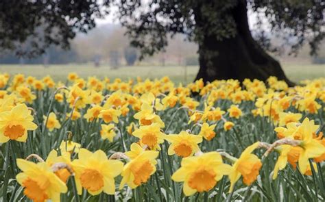 Cotehele Cornwall Where To See The Most Beautiful Daffodil Displays