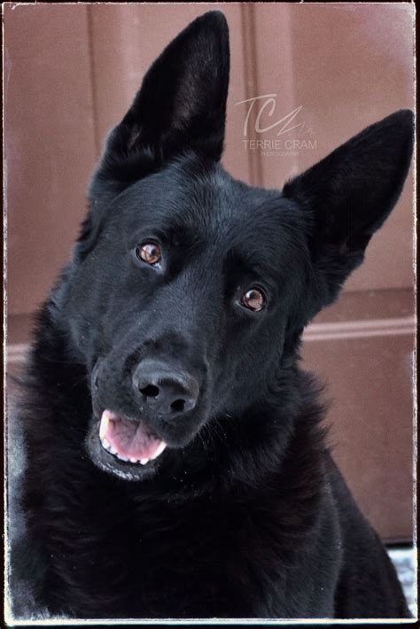 Love Black German Shepherds Black German Shepherd Black German