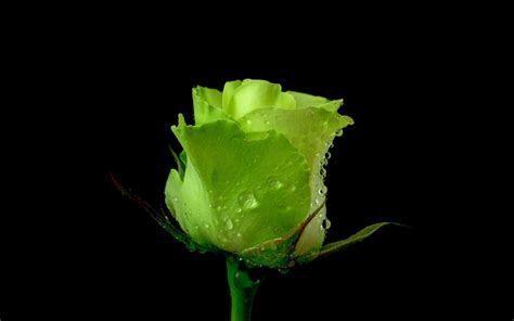 Abstract, 3d, digital art, dark, red, black, backgrounds, no people. Wallpaper : rose, flower, bud, green, drops, fresh, black ...