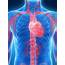 Human Vascular System Artwork  Stock Image F009/5852 Science