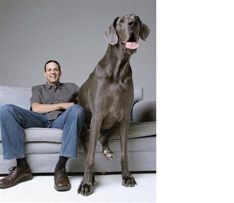 Giant George Great Dane Is Guinness World Record Holder For Tallest