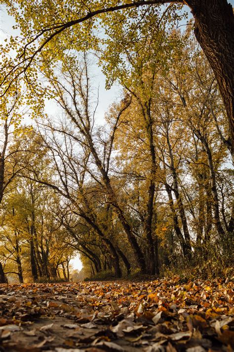 Free Picture Forest Path Poplar Landscape Forest Autumn Tree