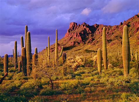 The official page for organ pipe cactus national. Organ Pipe Cactus National Monument Photograph by Ron thomas