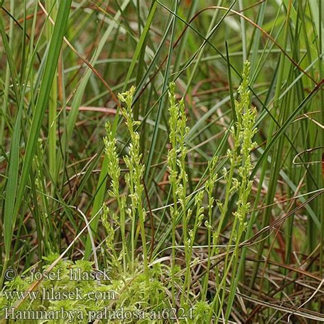 Kuntze (=malaxis paludosa (l.) sw.) Hammarbya paludosa Malaxis Marsh Orchid Swartz Bog Adder's ...