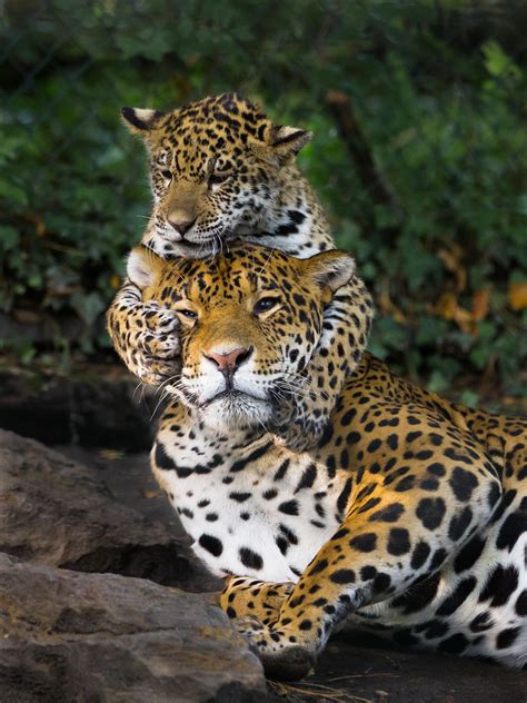 Jaguar Cub Attacks Mother John Van Beers Flickr