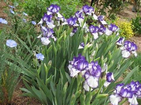 Two varieties of iris xiphium (var. Roses du jardin Chêneland: Iris "Rare Edition"