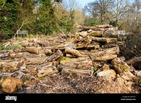 A Large Pile Of Cut Logs In An Area Where Woodland Is Being Cleared