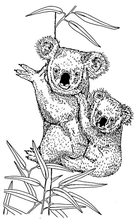 77 Dessins De Coloriage Koala à Imprimer Sur Page 3