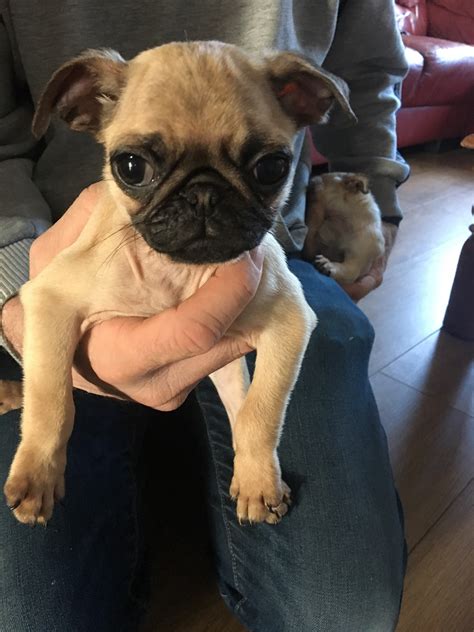 4 Pug Puppies Pug For Sale Near Me In Greater Manchester Mypetzilla Uk