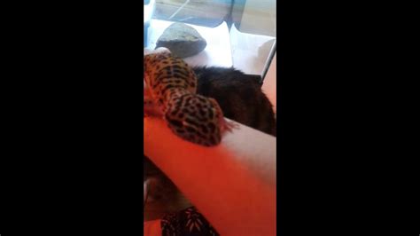 Leopard Gecko Screaming At A Cat Youtube