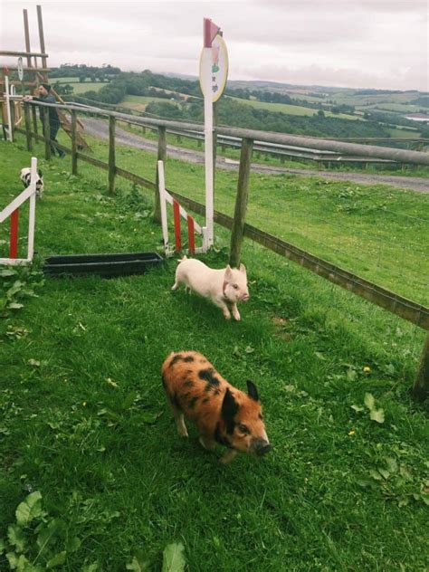 Cuddling Mini Pigs In England Pennywell Farm Endless Distances