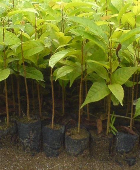 Maybe you would like to learn more about one of these? littlenote: Manfaat Buah Dan Biji Mahoni