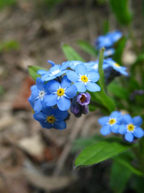 Fresh herbs, leafy greens, or a modern. blue petal yellow centre flower 2 by ja-os on DeviantArt