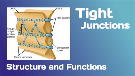 Tight Junctions Structure And Functions Youtube