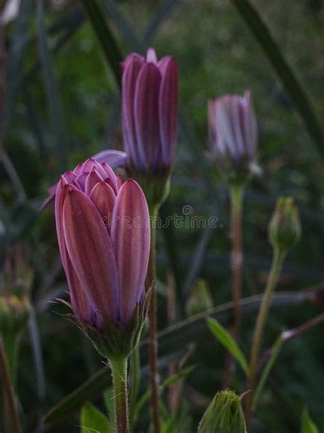Pink Flowers At Sunset Stock Photo Image Of Leaf Grass 216067490