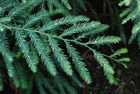 Soaring sequoia trees at mariposa grove of giant sequoias in yosemite national park, california • photo: Sequoia sempervirens 'Yurok Prince' | Landscape Plants ...