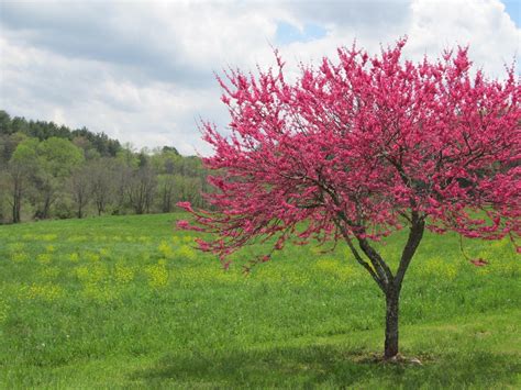 Redbud Tree State Tree Of Oklahoma I Like Trees In General Because