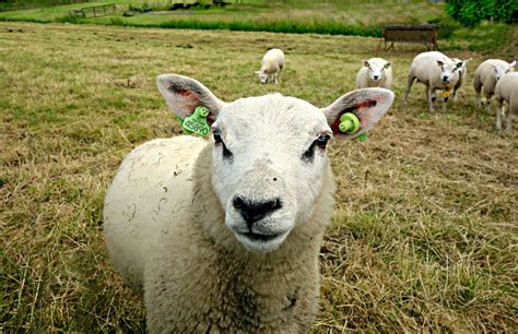 Yes, australia is a more expensive study abroad destination, however, there are plenty of ways to control that cost and live. How Much Does A Sheep Cost - Homesteading Hero