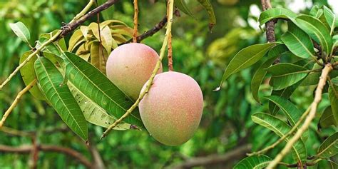 Mango Tree Guide When To Pick Mangoes Au