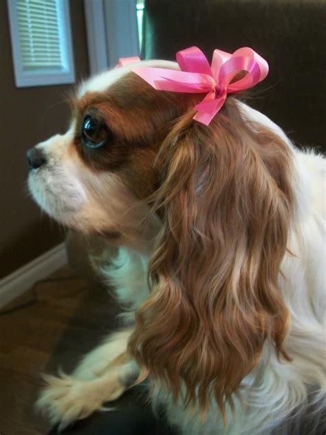 Beauty Comes With Cute Bows To Wear On Your Head King Charles Dog