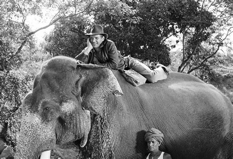 World Elephant Day Blog The Film Experience