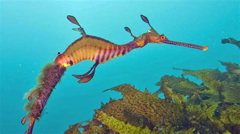 Weird And Wonderful Sea Creatures Abc News Australian