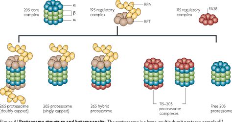 The proteasome complex is a broad spectrum protease present in all eukaryotes, which functions to carry out selective, efficient and progressive hydrolysis of intracellular target proteins. Figure 2 from Ubiquitin, the proteasome and protein ...