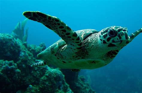 Let Us Help Save Our Planet Hawksbill Turtle A Critically