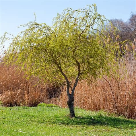 Curly Corkscrew Willow Tree Buy Corkscrew Willow For Sale Perfect