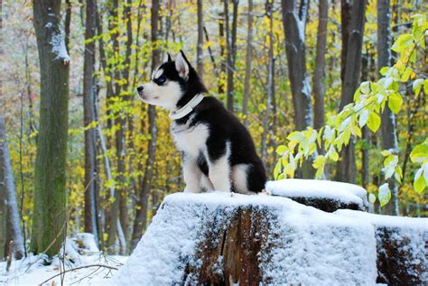 Husky Puppy Winter Wallpapers Wallpaper Cave