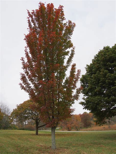 Column Red Maple | Acer rubrum 'Walters Columnar' Red Maple,… | Flickr