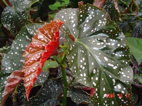 Children's pythons actually have a clearer spotted pattern. Begonia 'Cracklin' Rosie' - Buy It Now!