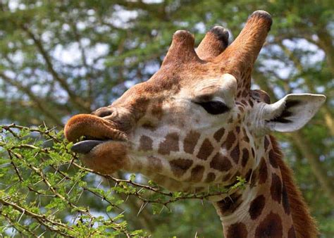 9 Giraffe Tongue Facts Color Length 4 Features Storyteller Travel