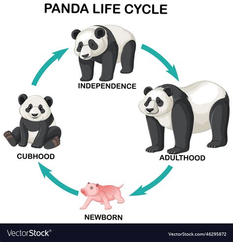 Panda Life Cycle Infographic Royalty Free Vector Image