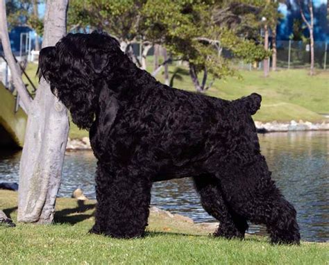 The black russian terrier was created by the russian army for use as a guard dog in climates with extremely cold temperatures. Black Russian Terrier - Stalin's dog | DinoAnimals.com