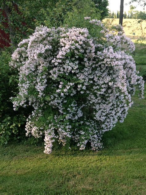 A Bush With White Flowers Is In The Grass