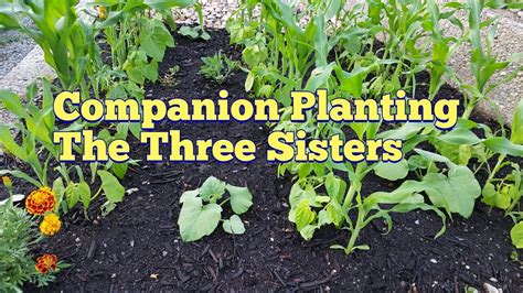 Companion Planting The Three Sisters Butternut Squash Sweet Corn And