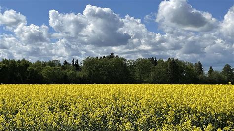 Rapeseed Oil Field In Berzaine Latvia Rape Blossoms Yellow Clouds