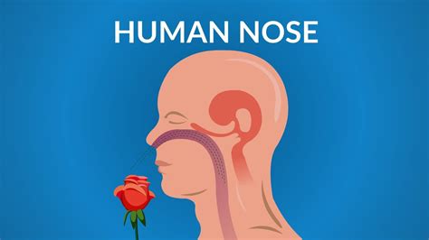 Human Nose Functions How Your Nose Works Youtube