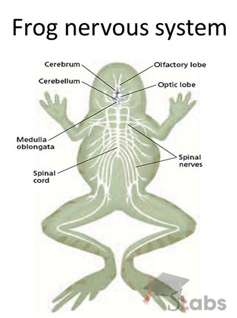 Frog Nervous System Scholars Labs