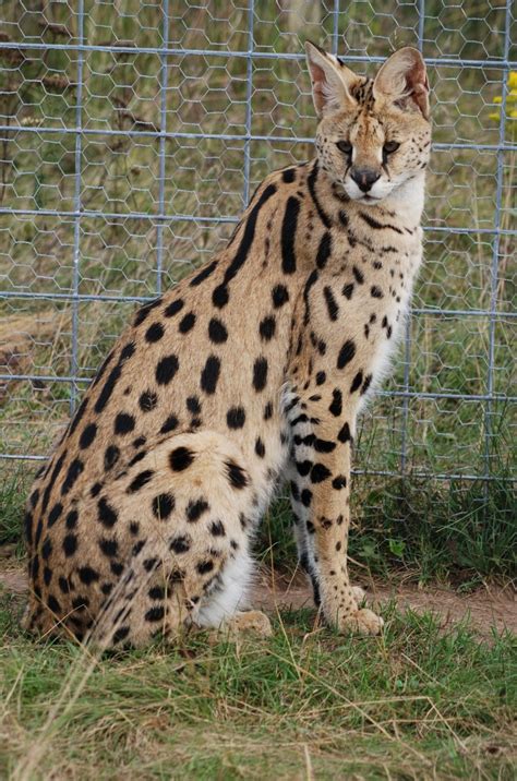 Do Serval Cats Make Good House Pets Bc Spca